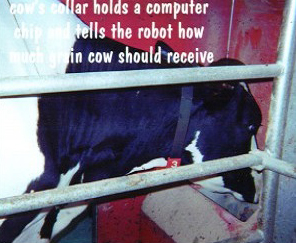 Cow Being Milked